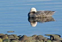 Emperor Goose